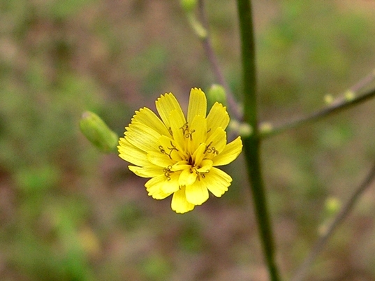{Hieracium gronovii}